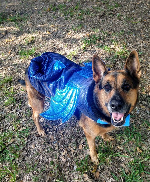 /Images/uploads/Connections Pet Rescue/Howl-o-ween/entries/15084thumb.jpg